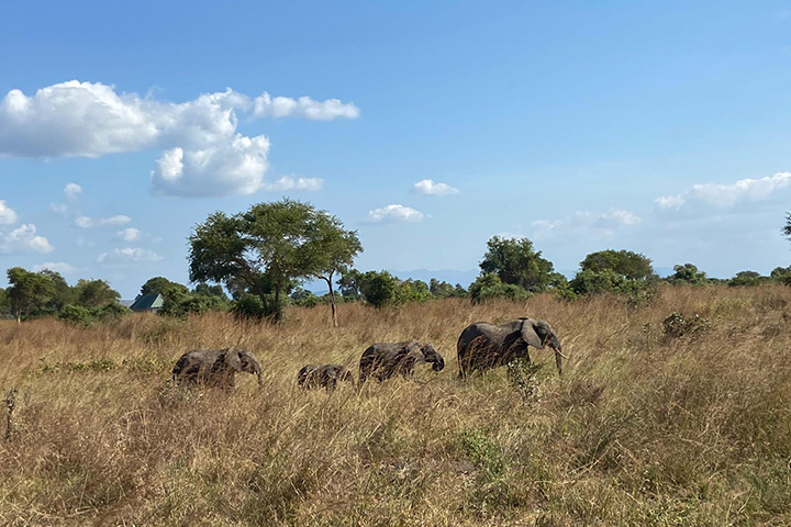 A heard of elephants cross in front of a camera shot whilst out on a safari