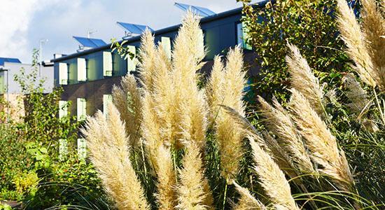 Bushes and plants outside the green