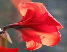 Up close photo of a lily flower