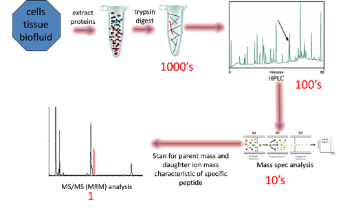 Multiple Reaction Monitoring schematic