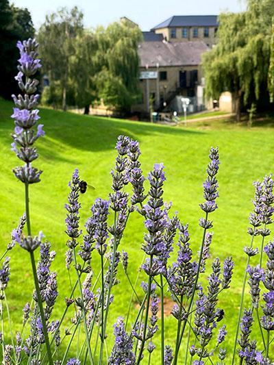 Bee on lavender shrub on the Amphitheatre.