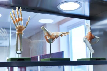 Hand and foot bones