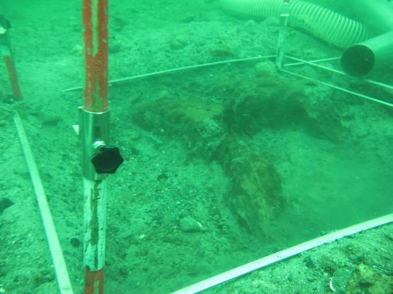 Tree stump at bottom of Baltic Sea