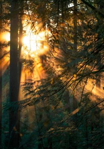 Snlight streaming through a forest canopy